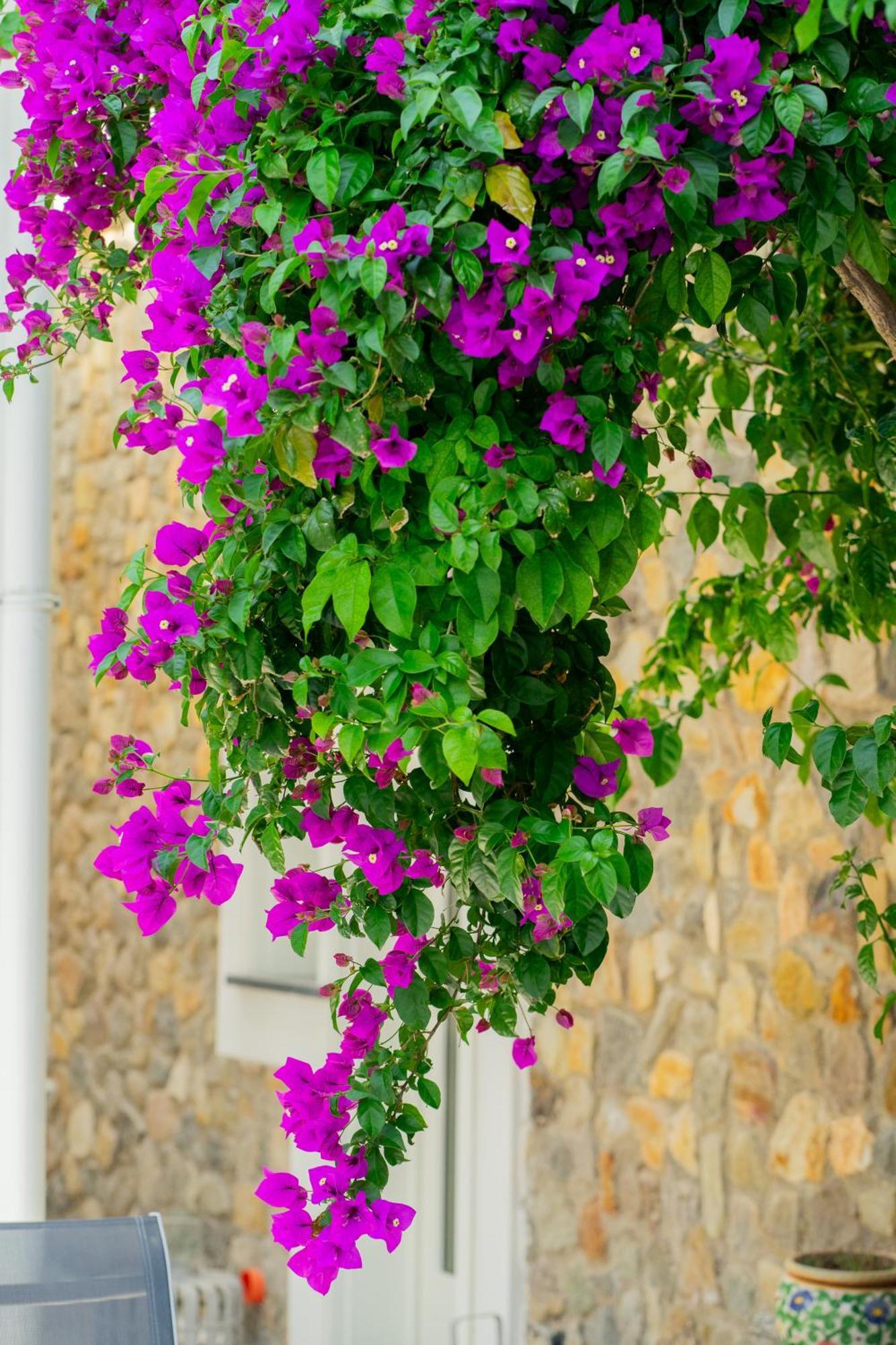 Villa Acacia Ponza Exteriér fotografie